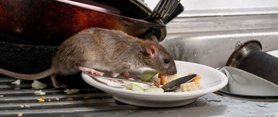 Pest Control Australia