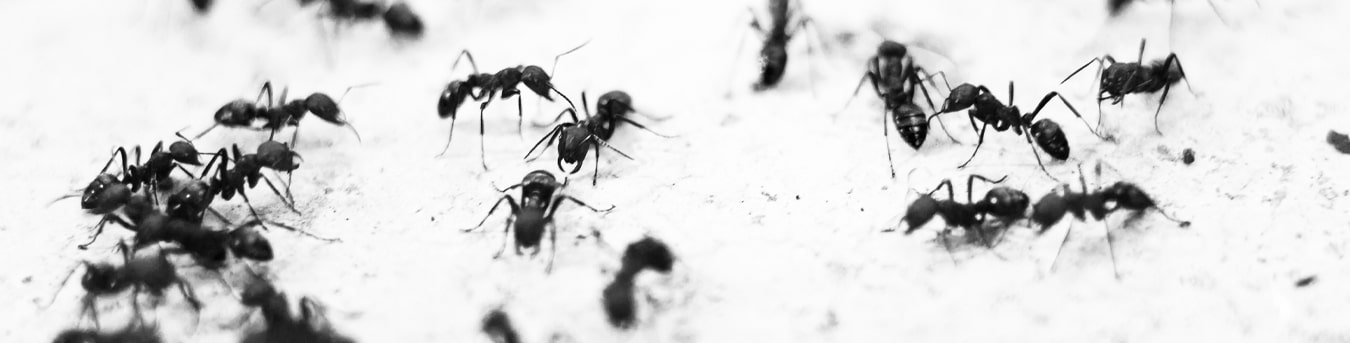 Pest Control Australia