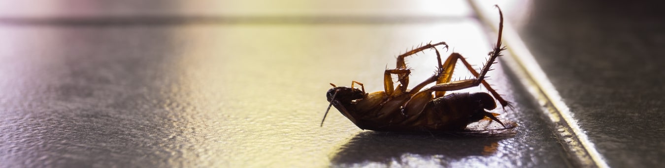 Pest Control Australia