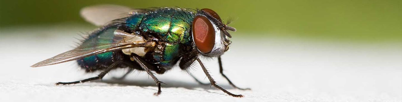 Pest Control Australia