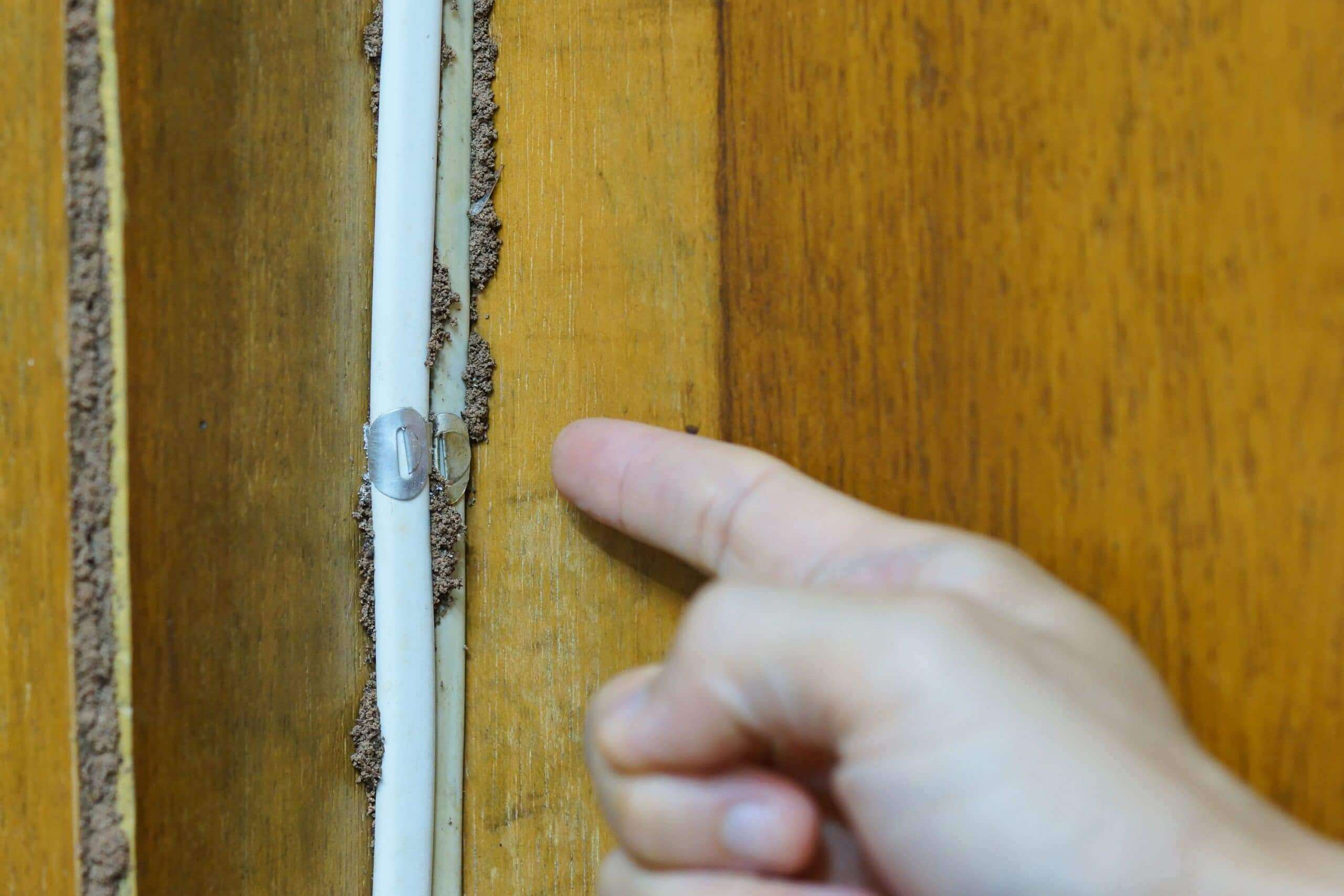 Pest Control Australia