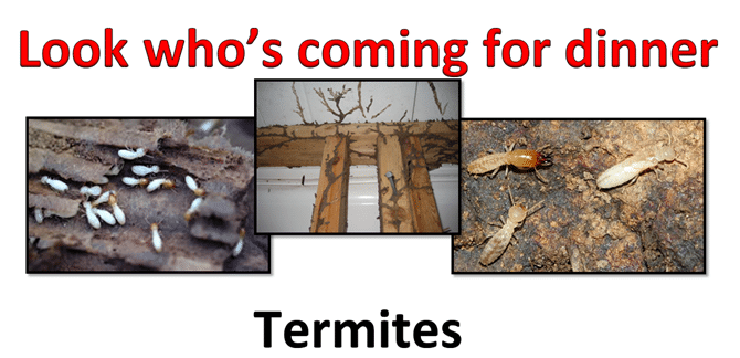 Pest Control Australia