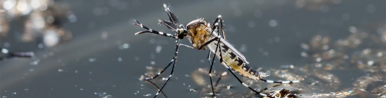 Pest Control Australia
