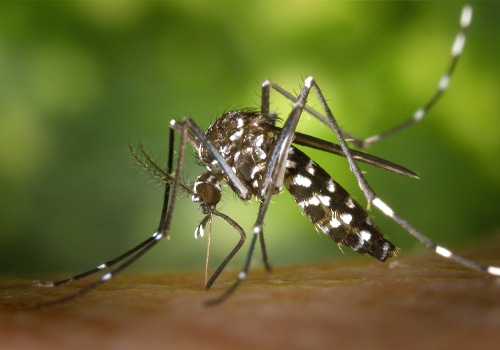 Pest Control Australia