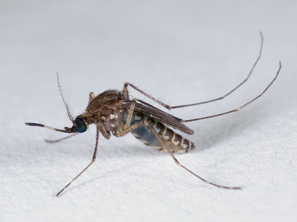 Pest Control Australia