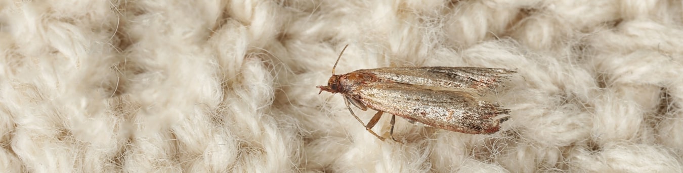 Pest Control Australia
