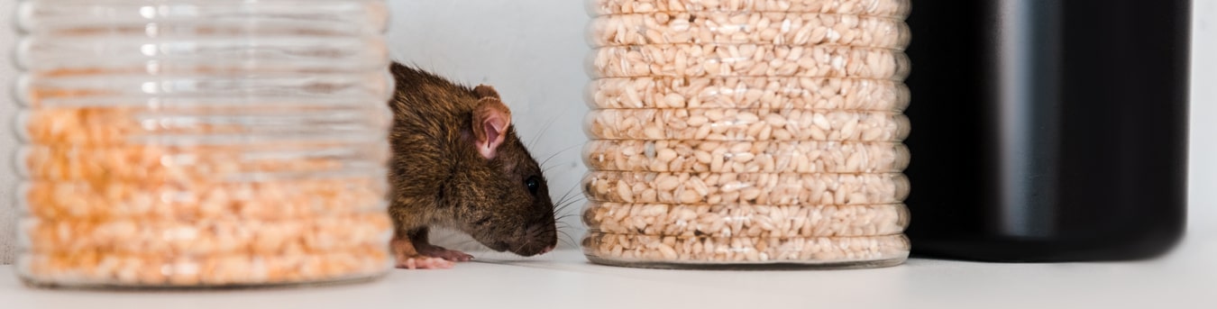 Pest Control Australia