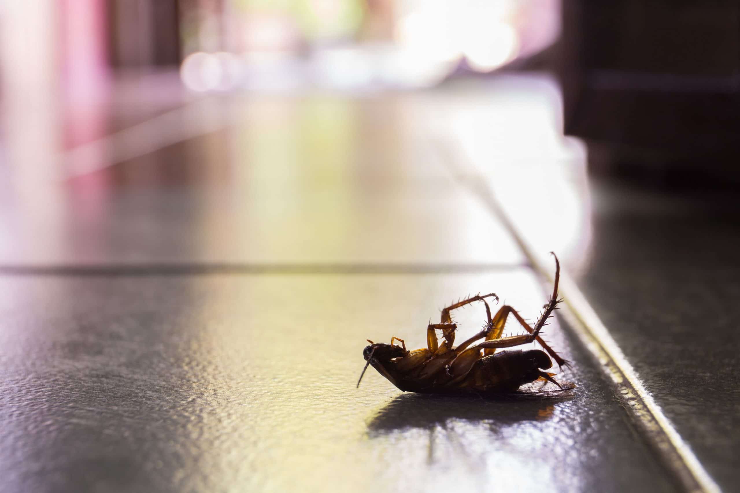 Pest Control Australia