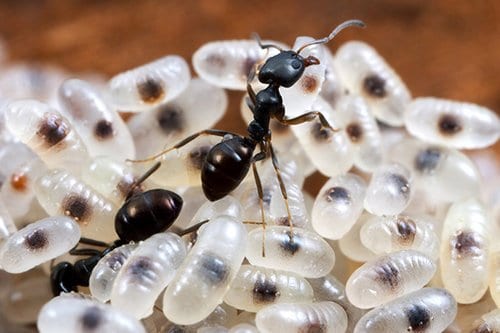 Pest Control Australia