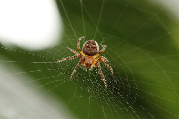 Pest Control Australia