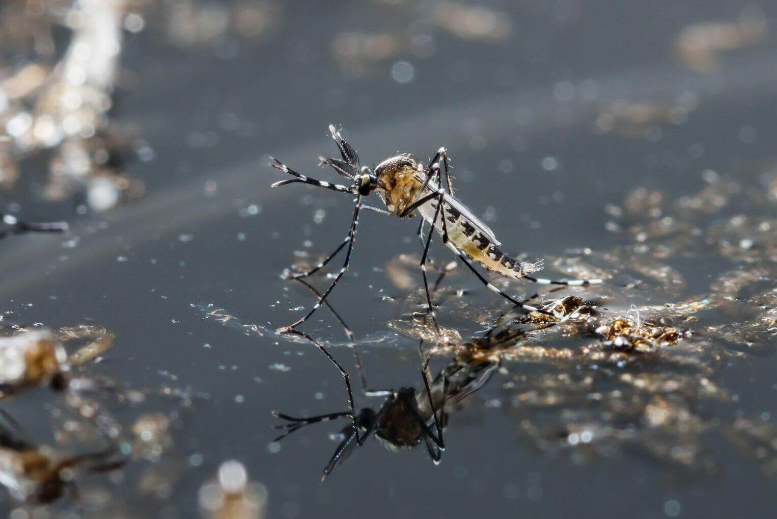Pest Control Australia