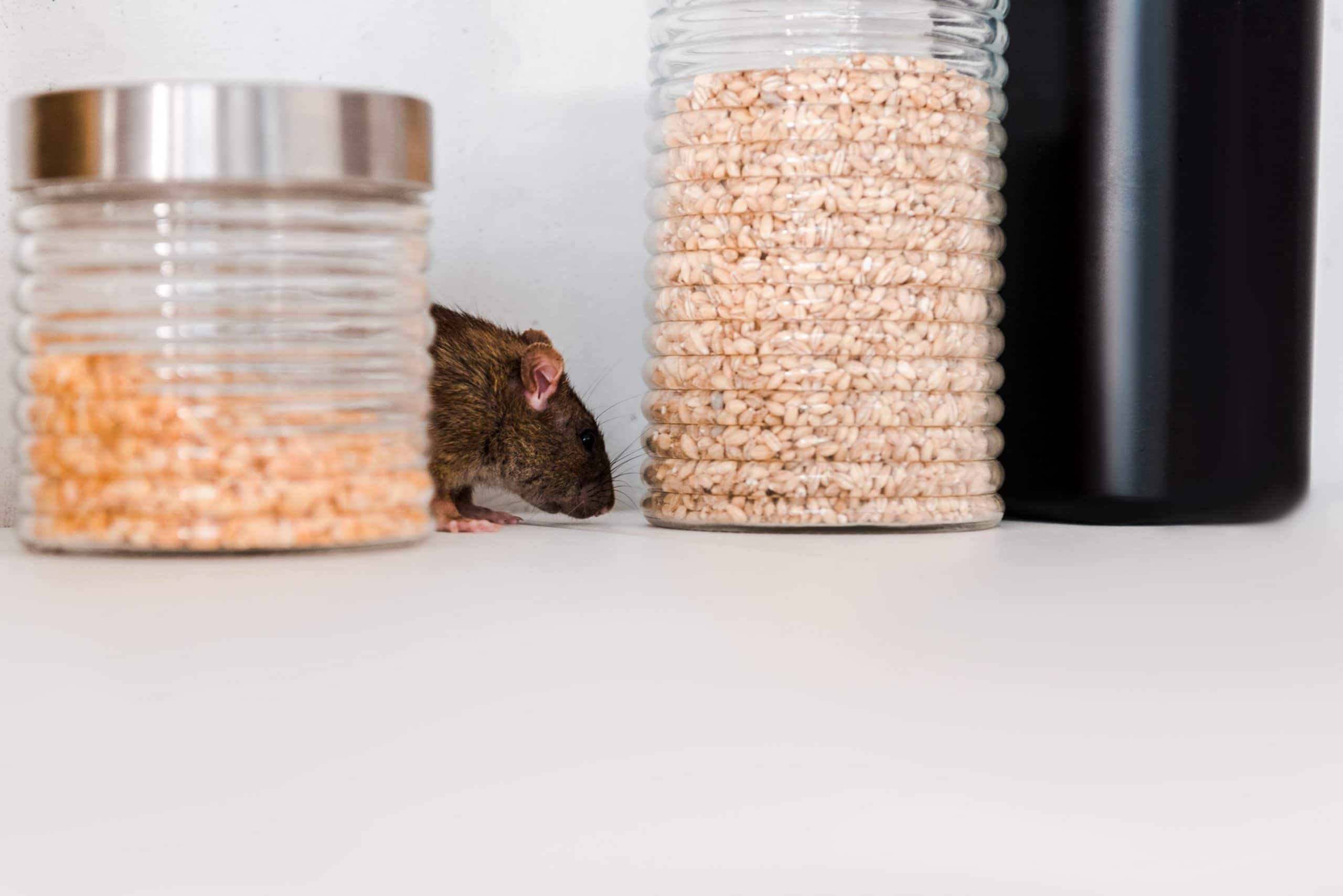 Pest Control Australia