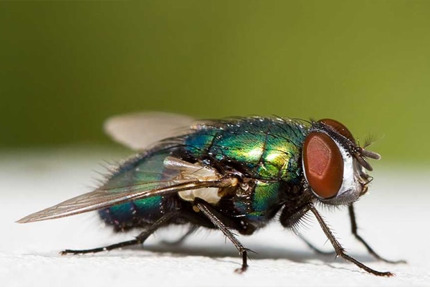 Pest Control Australia