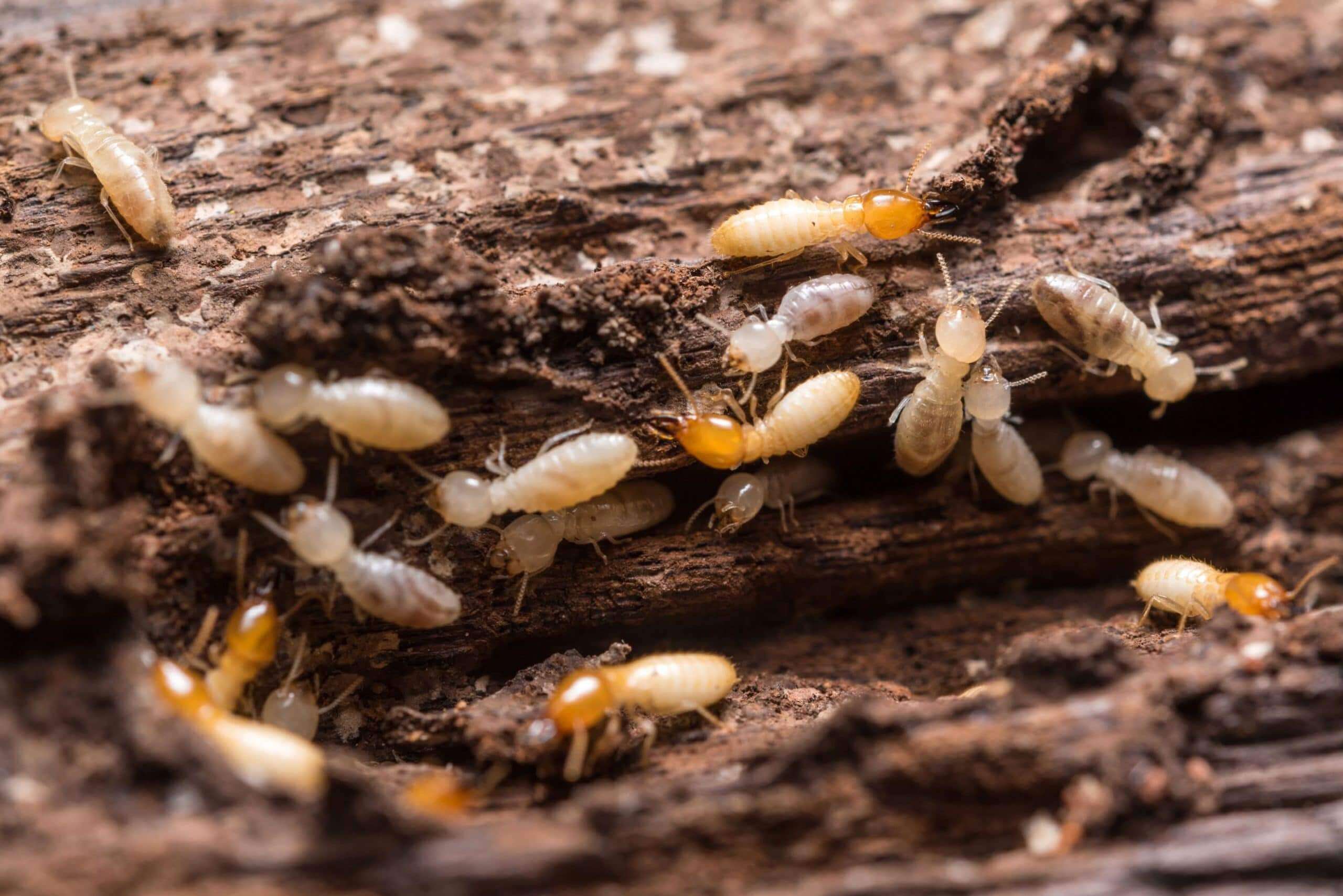 Pest Control Australia
