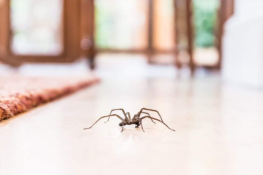 Pest Control Australia