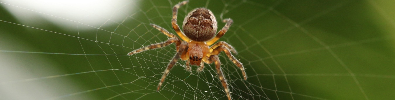 Pest Control Australia