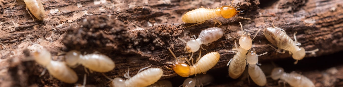 Pest Control Australia